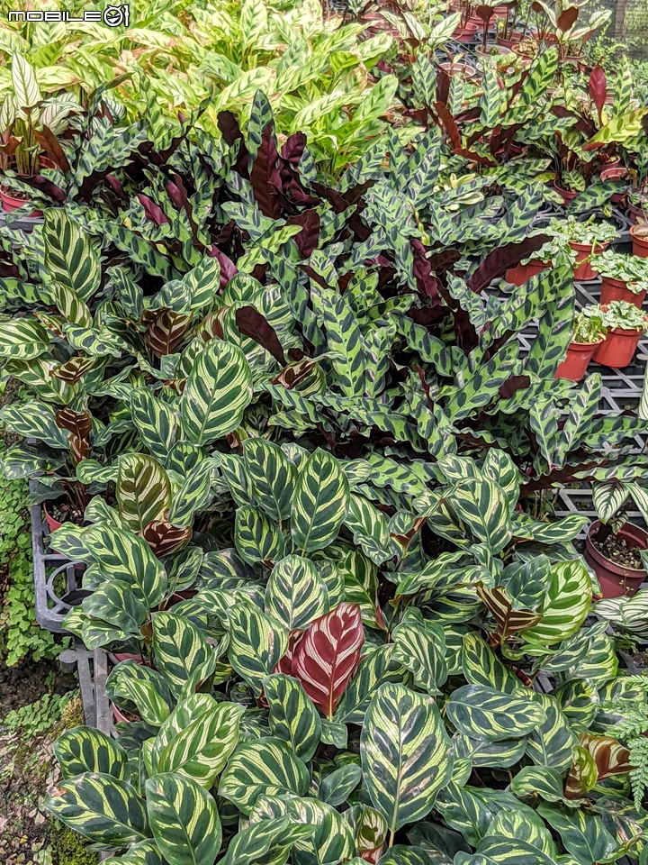 心花藝放 台南市歸仁七甲花卉園區 08/01
