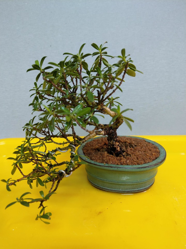 換盆流程(換盆前與換盆後差別)分享