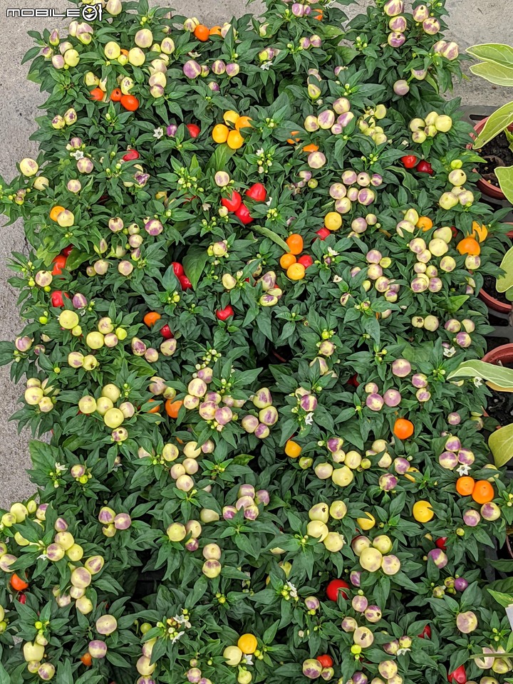 心花藝放 台南市歸仁七甲花卉園區 08/01