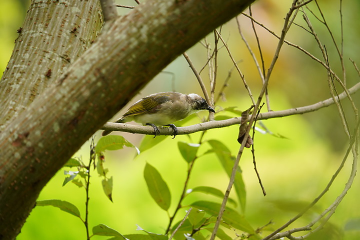 Sigma 100-400mm F5-6.3 DG DN OS 評測報告｜ FE-Mount 也有平價超望遠變焦鏡！