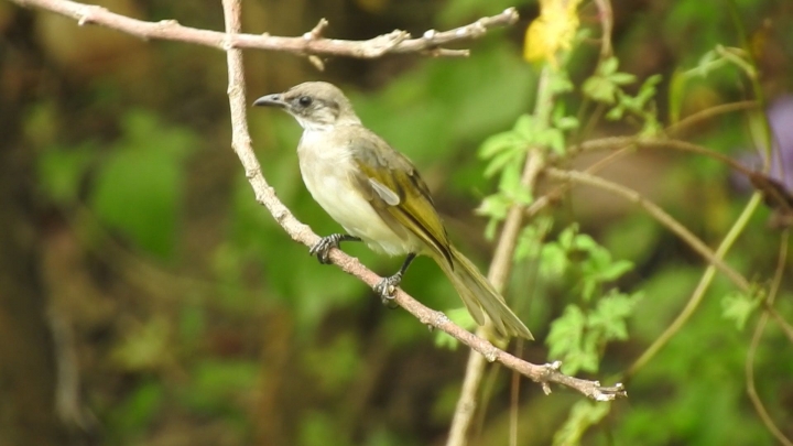 請問這是什麼鳥？