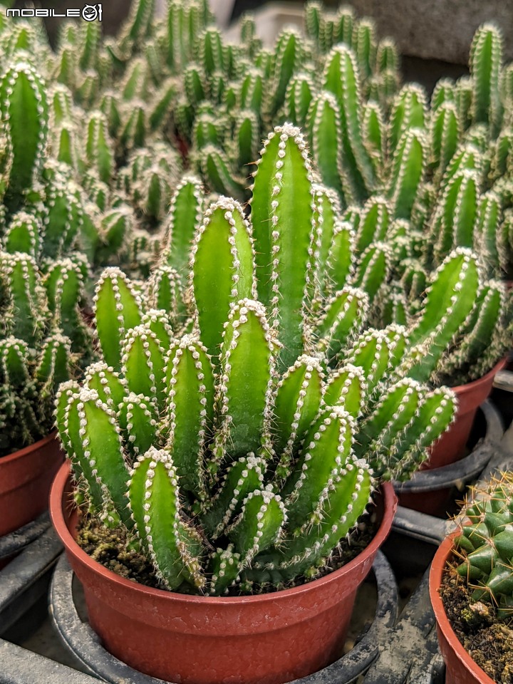 心花藝放 台南市歸仁七甲花卉園區 08/01