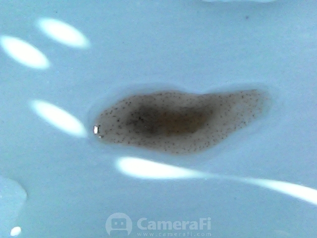 請問這是什麼蟲（水族箱裡的)