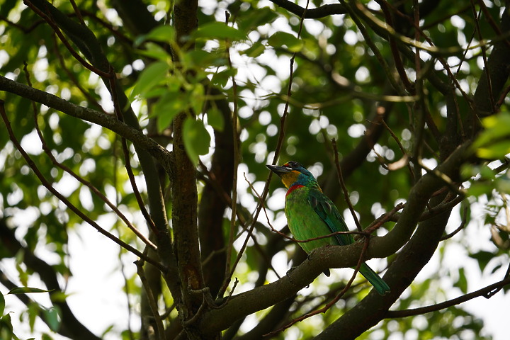 Sigma 100-400mm F5-6.3 DG DN OS 評測報告｜ FE-Mount 也有平價超望遠變焦鏡！