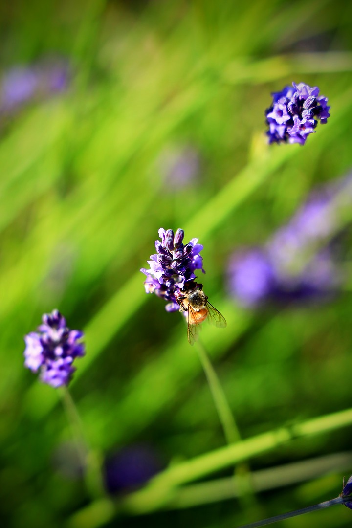 EOS R_南法薰衣草與蔚藍海視界@普羅旺斯 / 尼斯 / 坎城 / 摩納哥