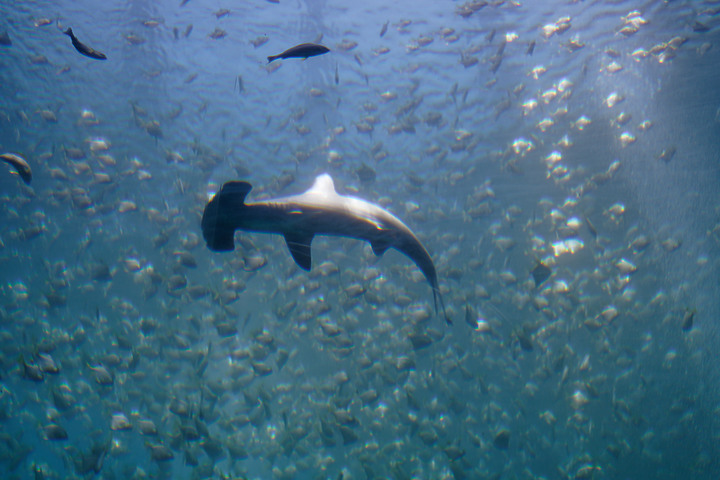 拍很爛 xpark水族館