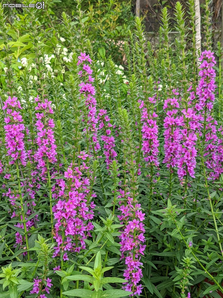 心花藝放 台南市歸仁七甲花卉園區 08/01