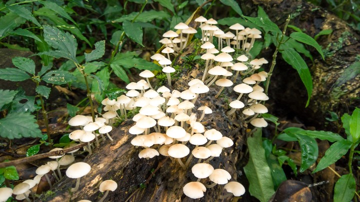 【清天宮步道】 新北投清天宮、大屯西峰、二子坪步道陽明山小縱走