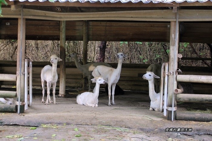 頑皮世界野生動物園。尋找隱身在草地裡的孔雀寶寶,還能近距離餵食水豚、迷你馬、羊駝......等小動物