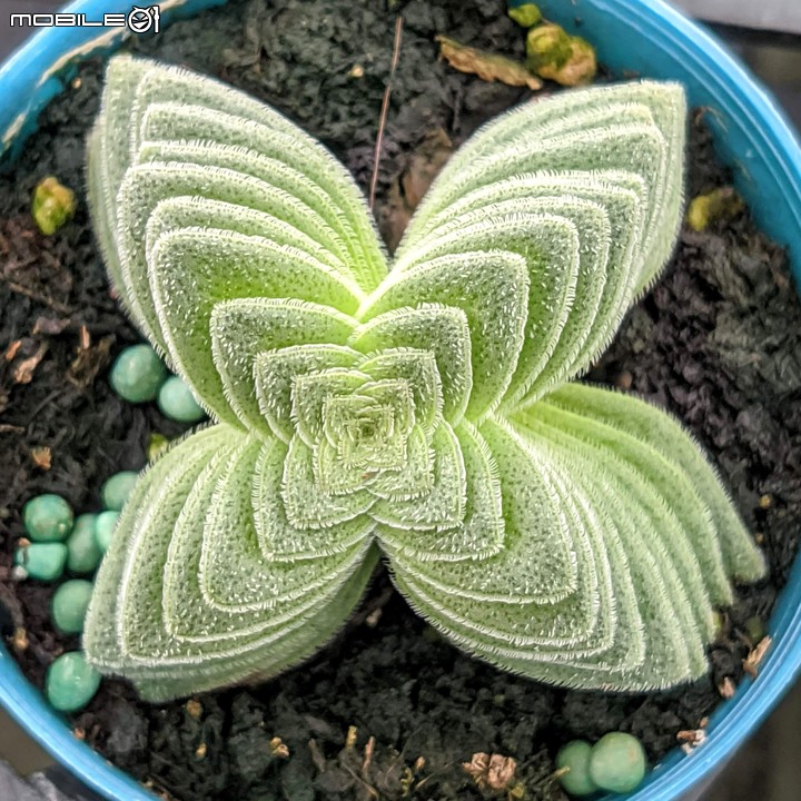 心花藝放 台南市歸仁七甲花卉園區 08/01