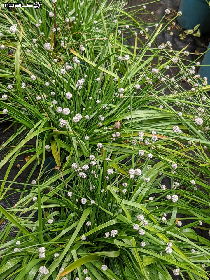 心花藝放 台南市歸仁七甲花卉園區 08/01