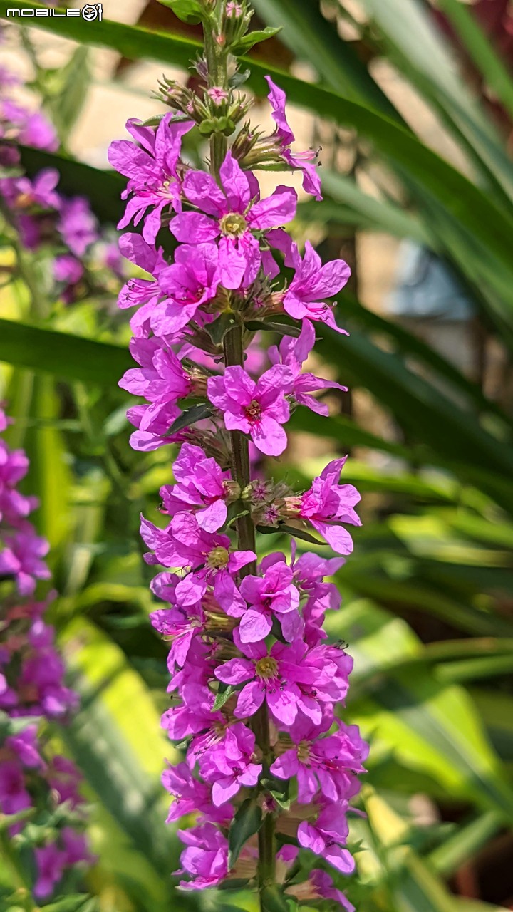 心花藝放 台南市歸仁七甲花卉園區 08/01