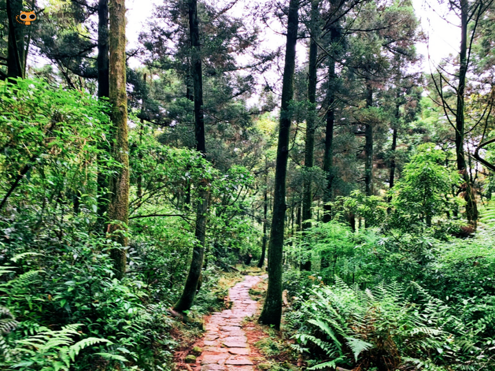 陽明山東西大縱走(半程),再累也值得的登山路線!