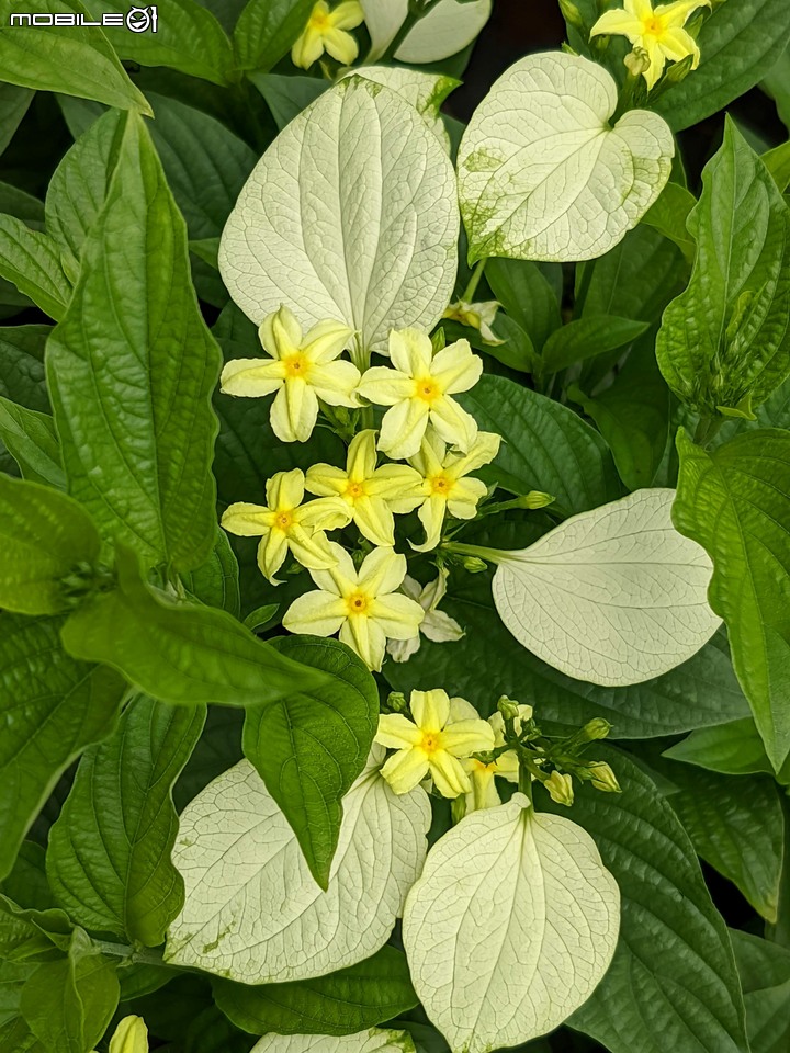 心花藝放 台南市歸仁七甲花卉園區 08/01