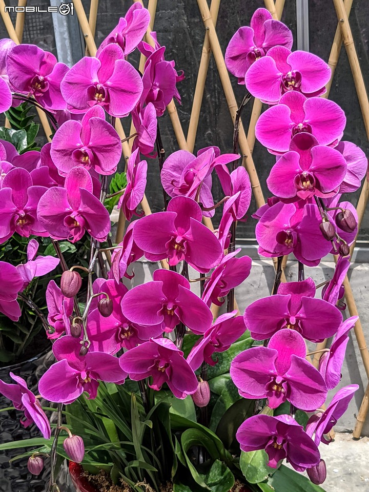 心花藝放 台南市歸仁七甲花卉園區 08/01