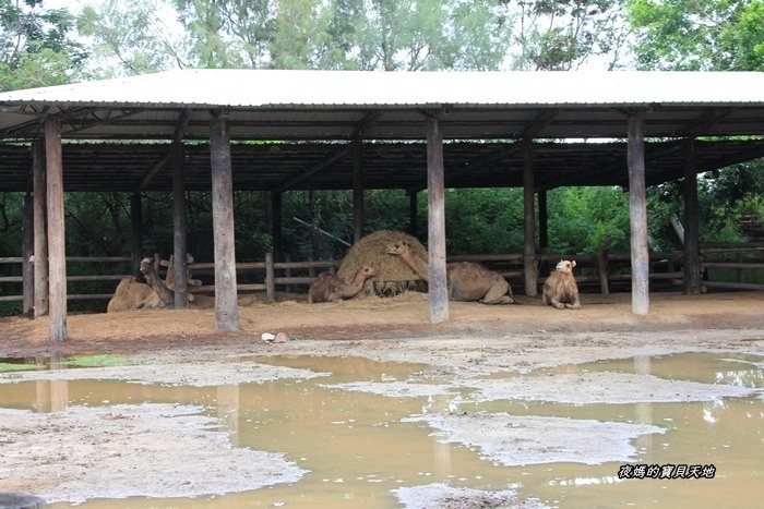 頑皮世界野生動物園。尋找隱身在草地裡的孔雀寶寶,還能近距離餵食水豚、迷你馬、羊駝......等小動物