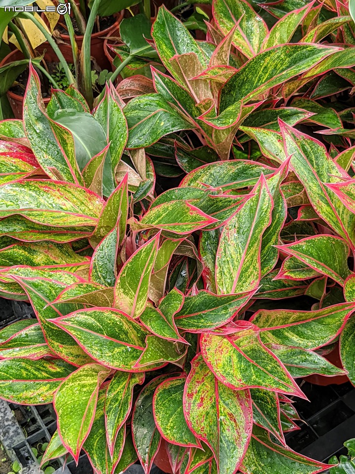 心花藝放 台南市歸仁七甲花卉園區 08/01