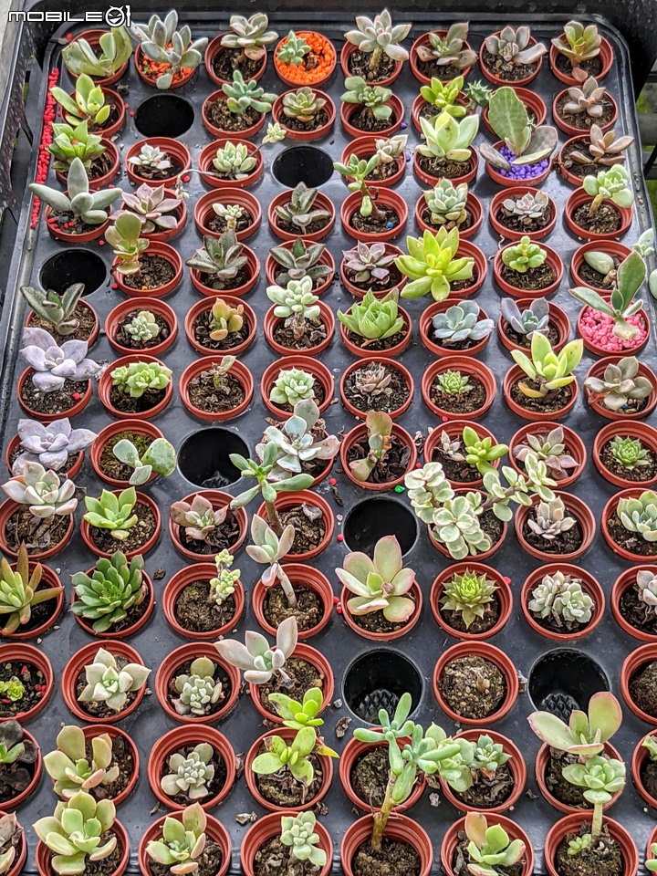 心花藝放 台南市歸仁七甲花卉園區 08/01