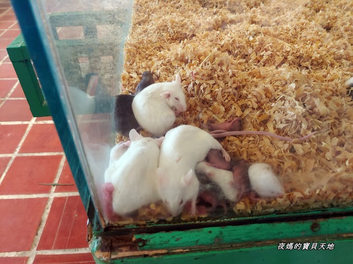 頑皮世界野生動物園。尋找隱身在草地裡的孔雀寶寶,還能近距離餵食水豚、迷你馬、羊駝......等小動物
