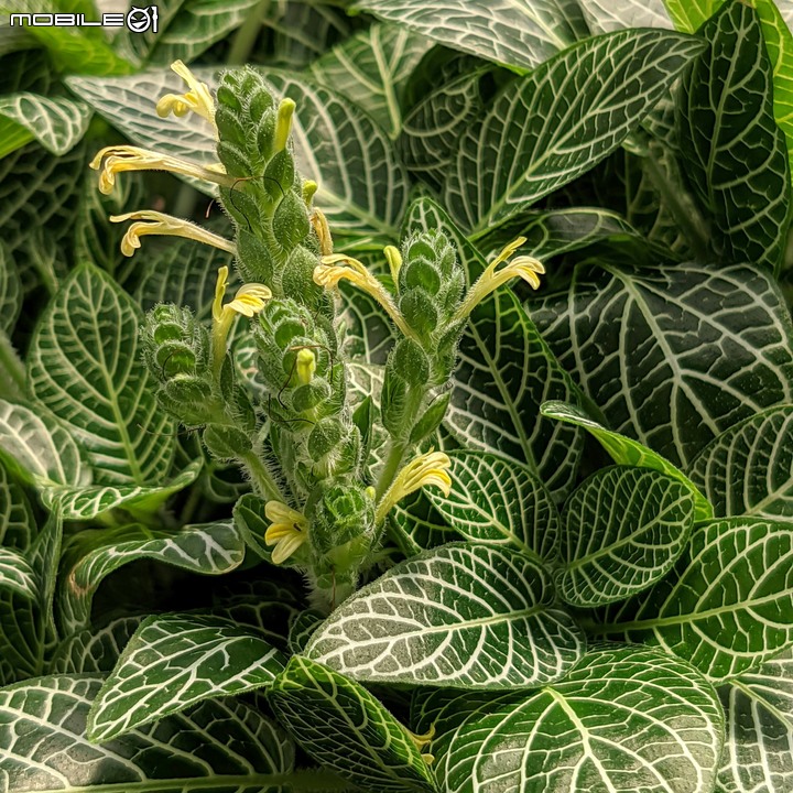 心花藝放 台南市歸仁七甲花卉園區 08/01