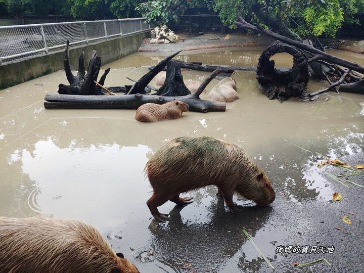 頑皮世界野生動物園。尋找隱身在草地裡的孔雀寶寶，還能近距離餵食水豚、迷你馬、羊駝......等小動物