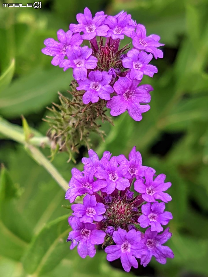 心花藝放 台南市歸仁七甲花卉園區 08/01