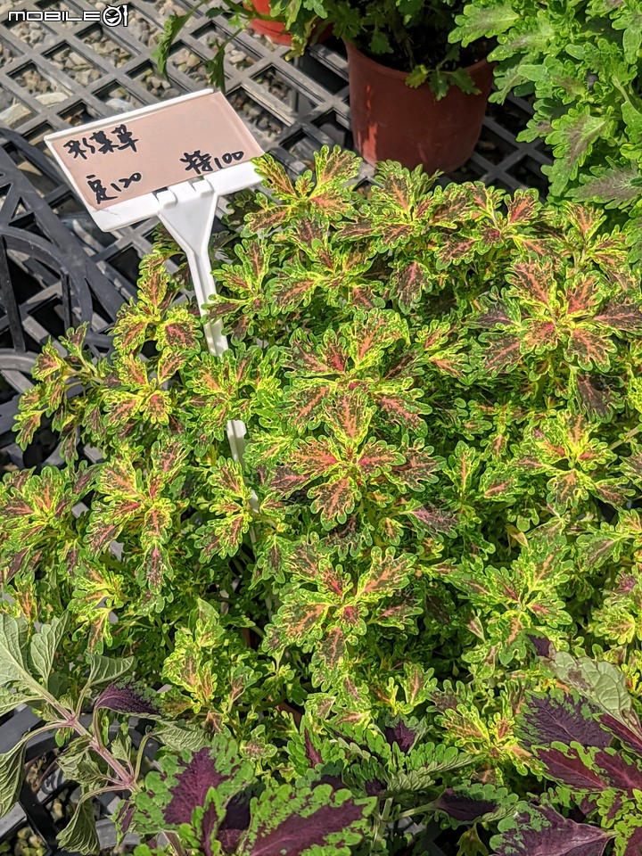 心花藝放 台南市歸仁七甲花卉園區 08/01