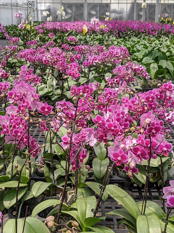 心花藝放 台南市歸仁七甲花卉園區 08/01