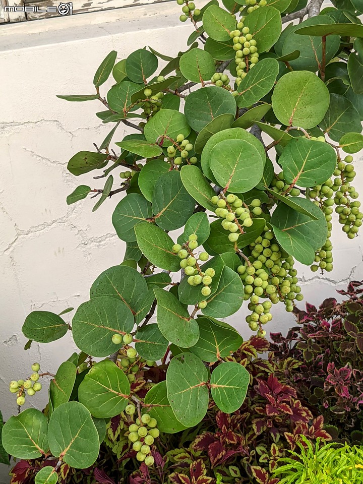心花藝放 台南市歸仁七甲花卉園區 08/01