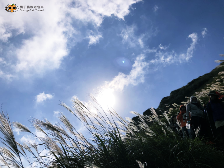 2020陽明山芒草季｜交通方式、賞花路線、熱門拍照點、賞花小技巧