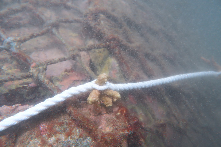(映像分享) 珊瑚寶寶們快快長大回歸大海吧！in新北市龍洞feat. Oris Carysfort Reef & 台灣山海天使環境保育協會