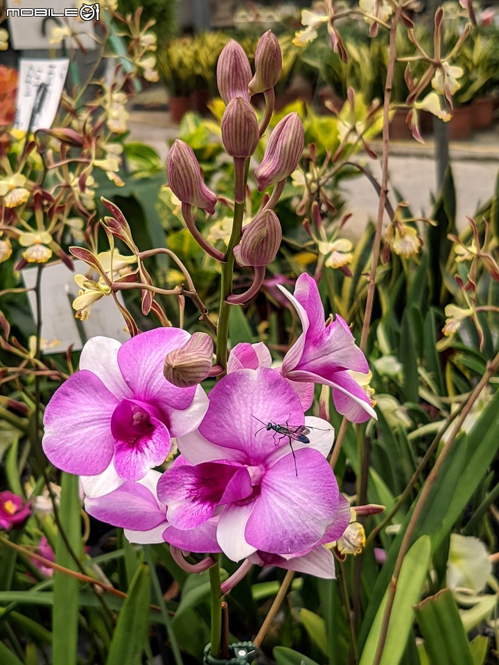 心花藝放 台南市歸仁七甲花卉園區 08/01