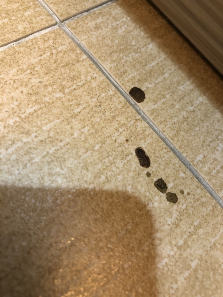 請問是昆蟲的排泄物嘛
