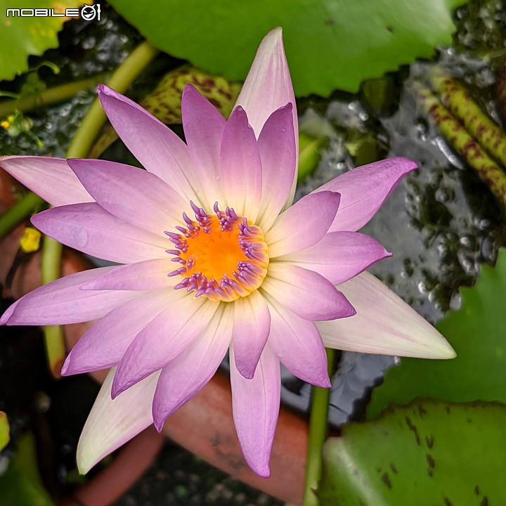 心花藝放 台南市歸仁七甲花卉園區 08/01