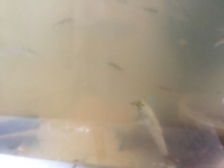 為什麼魚兒死這樣多？