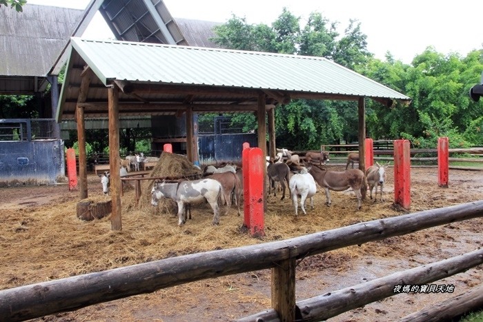 頑皮世界野生動物園。尋找隱身在草地裡的孔雀寶寶,還能近距離餵食水豚、迷你馬、羊駝......等小動物