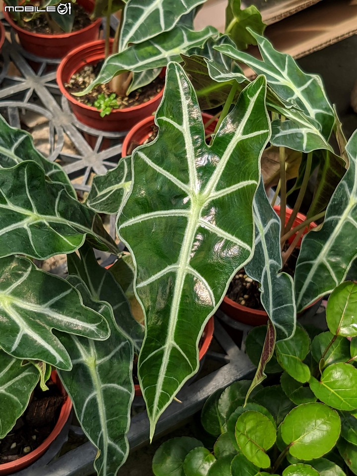 心花藝放 台南市歸仁七甲花卉園區 08/01