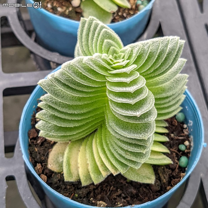 心花藝放 台南市歸仁七甲花卉園區 08/01