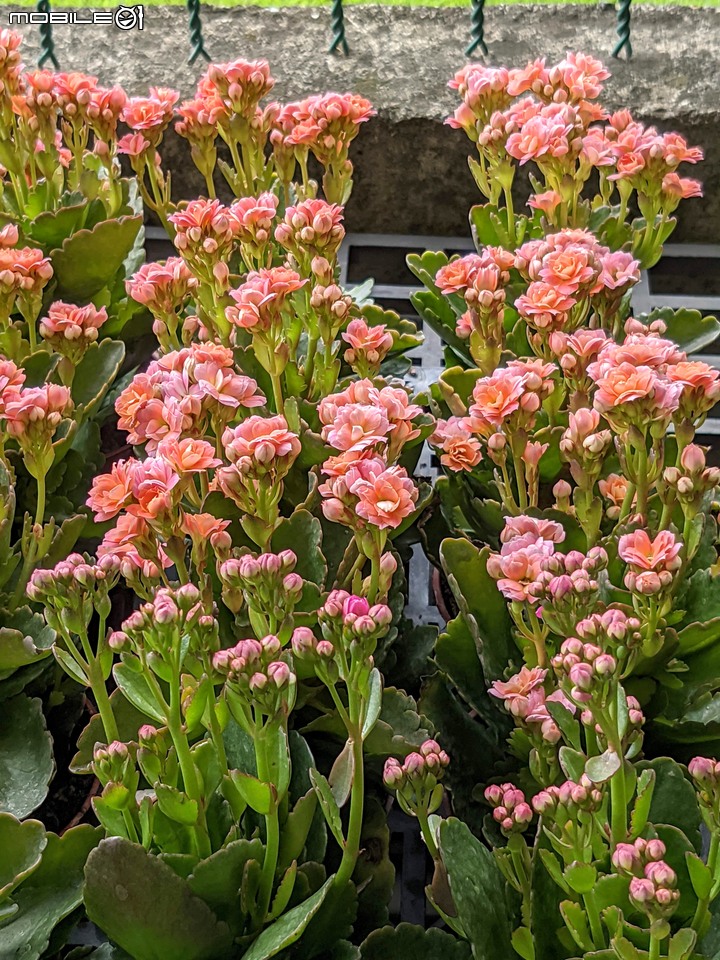 心花藝放 台南市歸仁七甲花卉園區 08/01