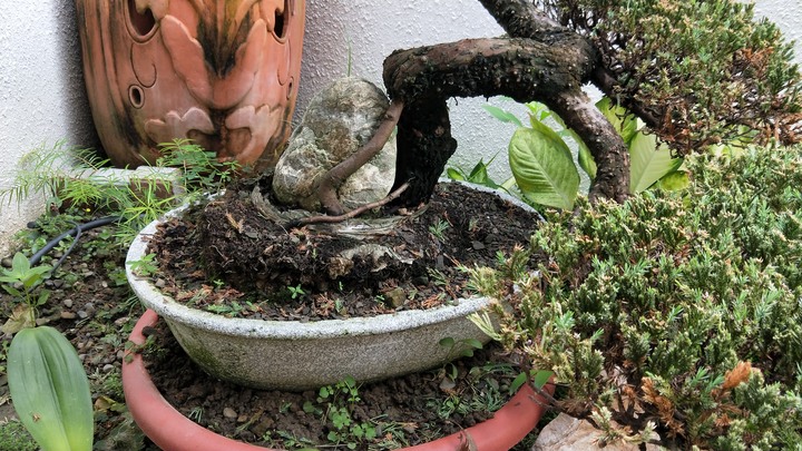 請教各位先進，這顆真柏該怎麼處理讓它變好呢?