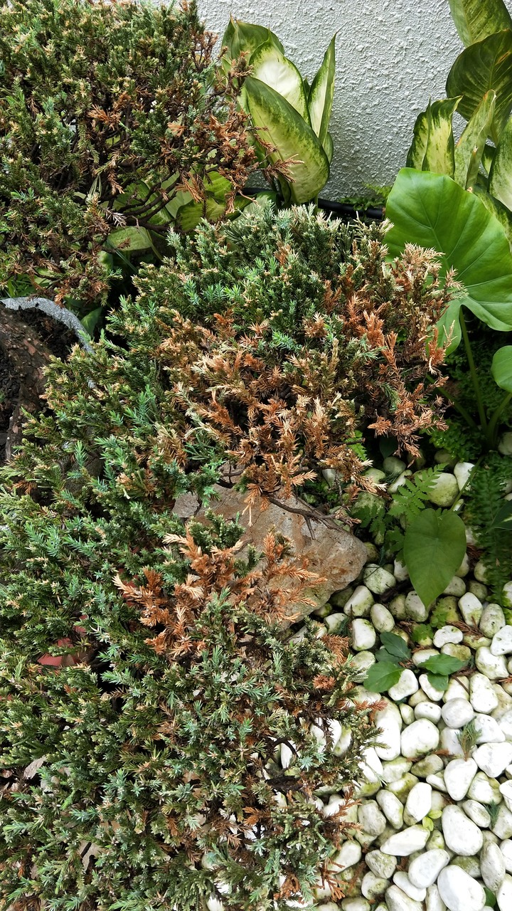 請教各位先進，這顆真柏該怎麼處理讓它變好呢?