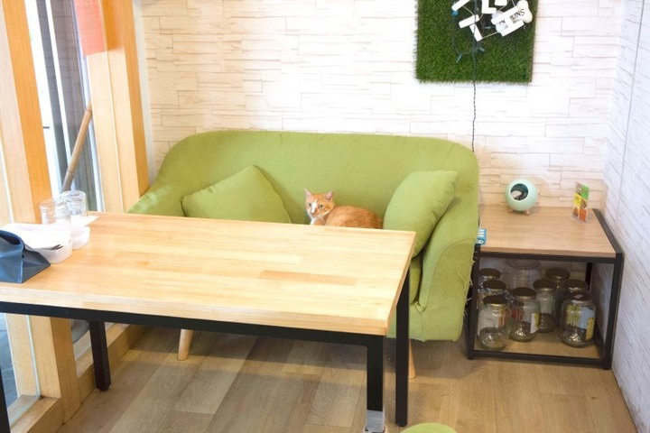 【台中|食記】5間貓咪餐廳大集合,貓奴們要失控啦