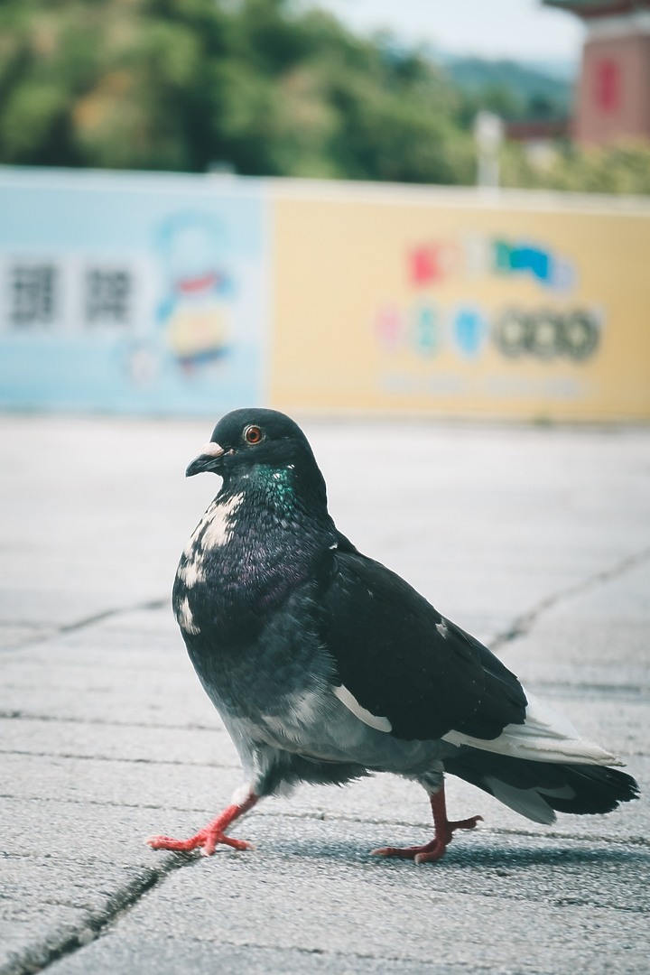 口袋裡的旅遊機 — Sony RX100 VI (一)