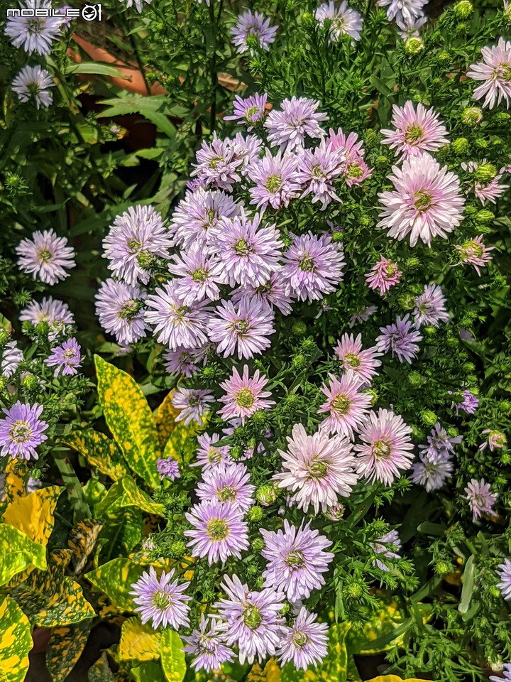 心花藝放 台南市歸仁七甲花卉園區 08/01