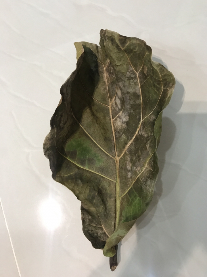求救—琴葉榕枯萎
