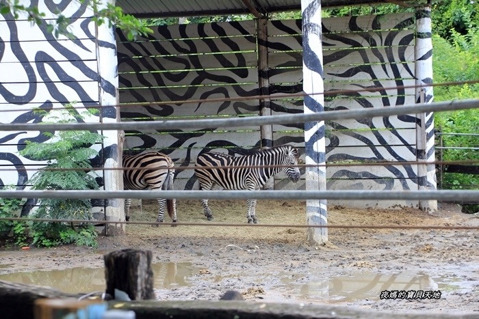 頑皮世界野生動物園。尋找隱身在草地裡的孔雀寶寶，還能近距離餵食水豚、迷你馬、羊駝......等小動物