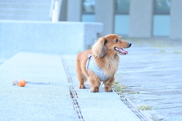 Nikon 24-200mm f/4-6.3台東之旅，立麗大酒店、白玉瀑布、嘎努食堂及龍鳳飯店。