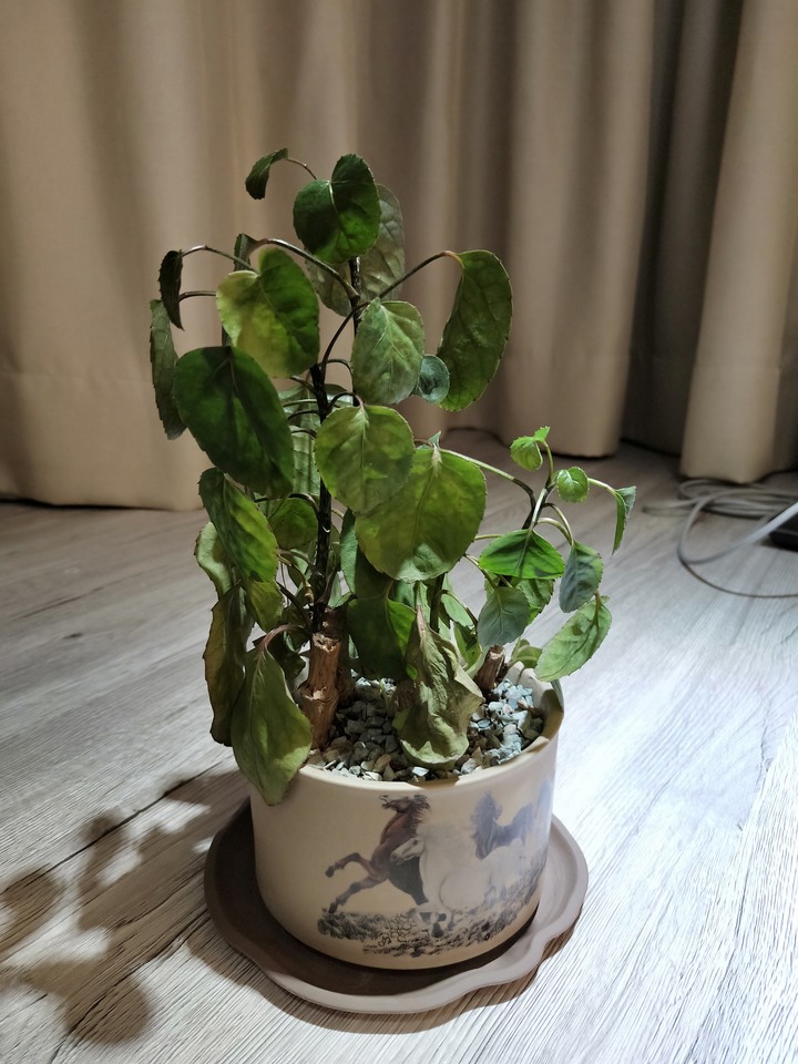 圓葉福祿桐葉下垂萎縮原因及拯救