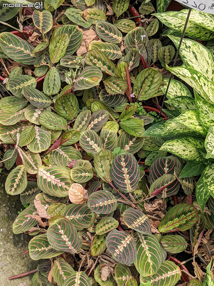 心花藝放 台南市歸仁七甲花卉園區 08/01