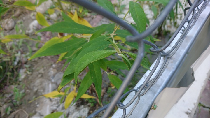 綠色細長葉子的植物
